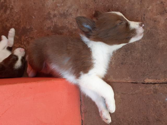 Filhotes border collie - Foto 4