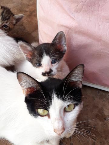 Doação de gatinhos - Foto 5
