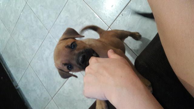 Doação de cachorro - Foto 2