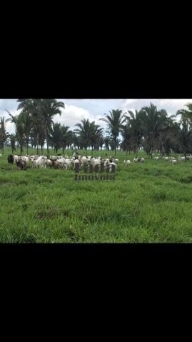 Chácara à venda em Nova mamoré, Rondônia cod:118