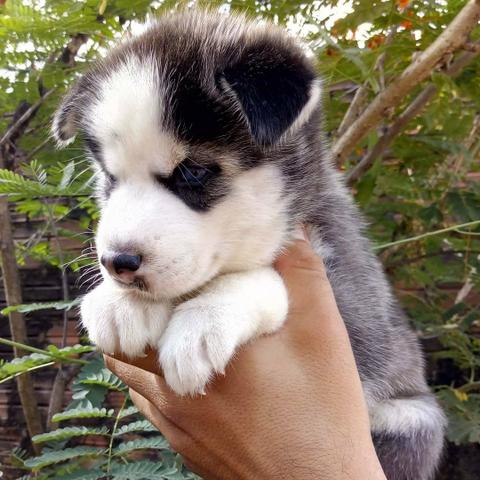 Husky - Foto 6