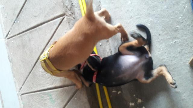 Doação de cachorro - Foto 4