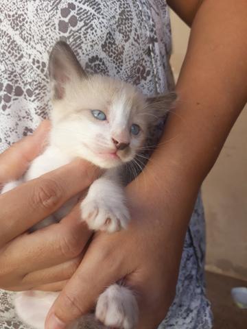 Doação de gatinhos