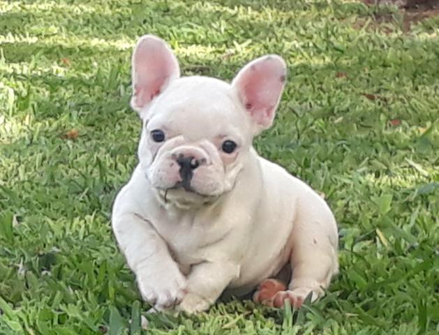 Bulldog Frances parcelamos em até 12x 198