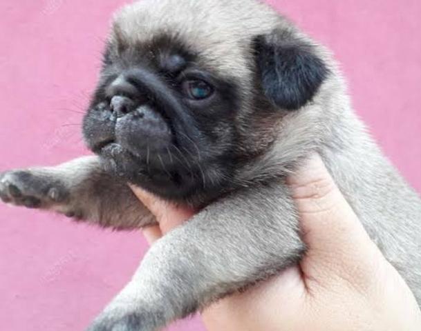 Filhotes de Pug - Foto 3