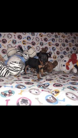Pinscher miudinho - Foto 2