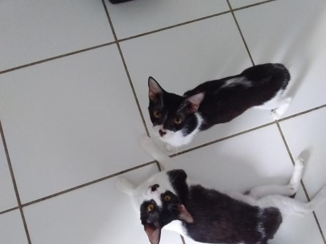 Animais para adoção - Foto 5