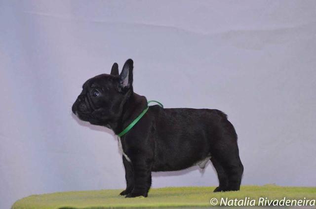 Buldog francês, canil PS. - Foto 3