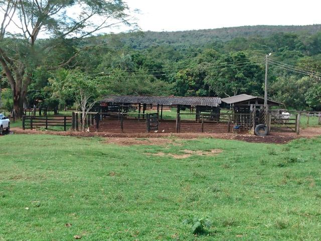 Fazenda 70 Alqueires em Cristianópolis-GO (Lavoura e Gado) - Foto 3