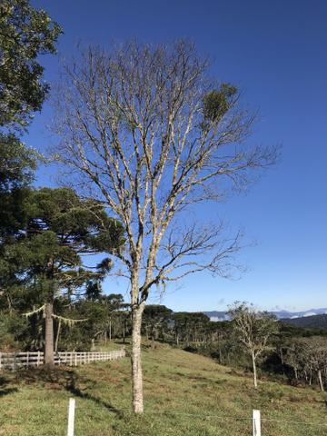 Sítio em Urubici - Foto 5