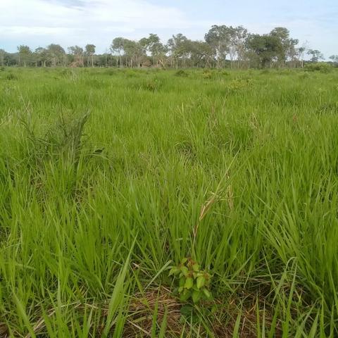 Fazenda Boa de Terra em Cocalinho - MT - Foto 15