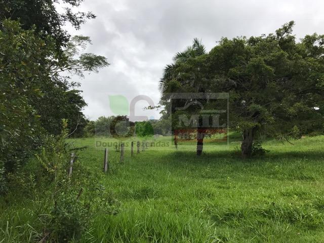 220 Alq. (Plana + Asfalto + Rio). 70 km de Goiânia - Foto 17