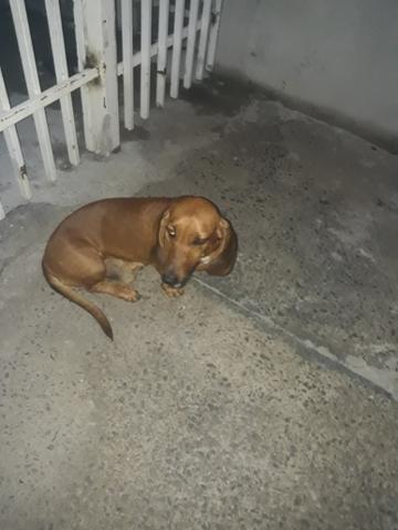 Procuro namorada - Foto 3