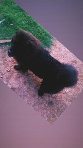 Vende-se este cachorro - Foto 2