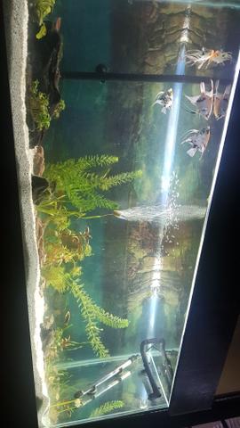 Aquario completo