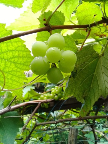 Mudas de Uvas Niagara Rosada - Foto 2