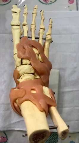 Modelo anatômico de articulação de pé - Foto 5