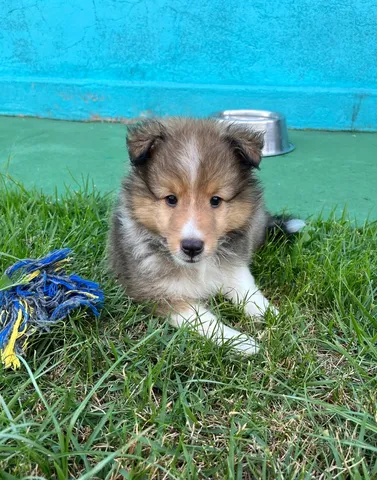 Filhote Pastor de Shetland 3 Meses Valor Bahia - Filhote de Pastor de  Shetland Azul Merle - Encrenquinhas