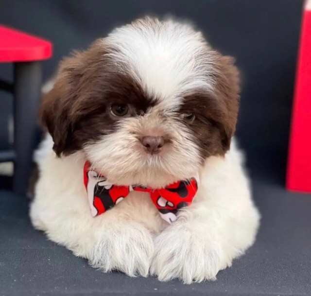 Shih  tzu - belos fofinhos em loja!!!!