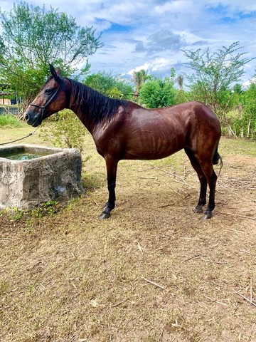 Égua top