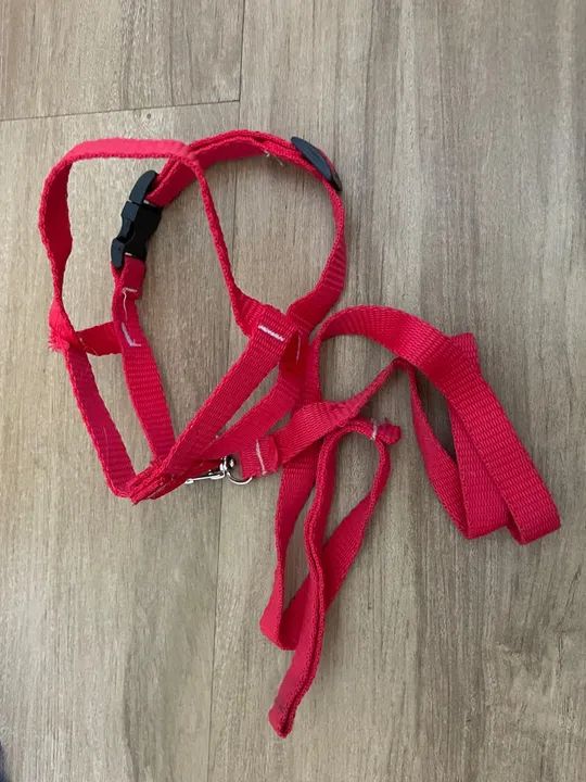 Coleira com guia para gatos tamanho M - Foto 2