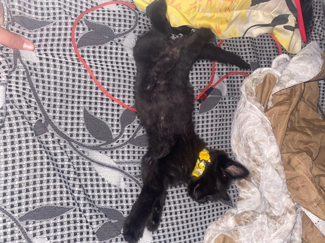 doação gato macho - Foto 2