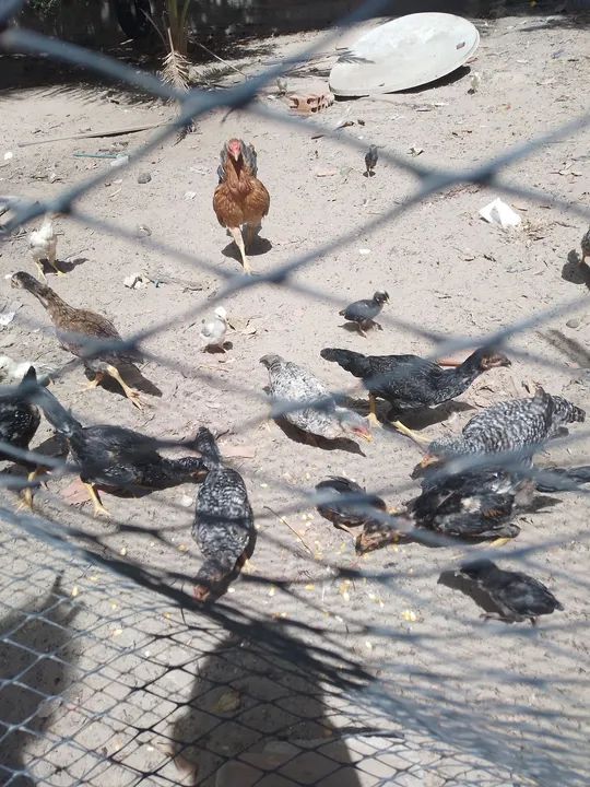 Frangos carijo casal 80 reais  - Foto 2