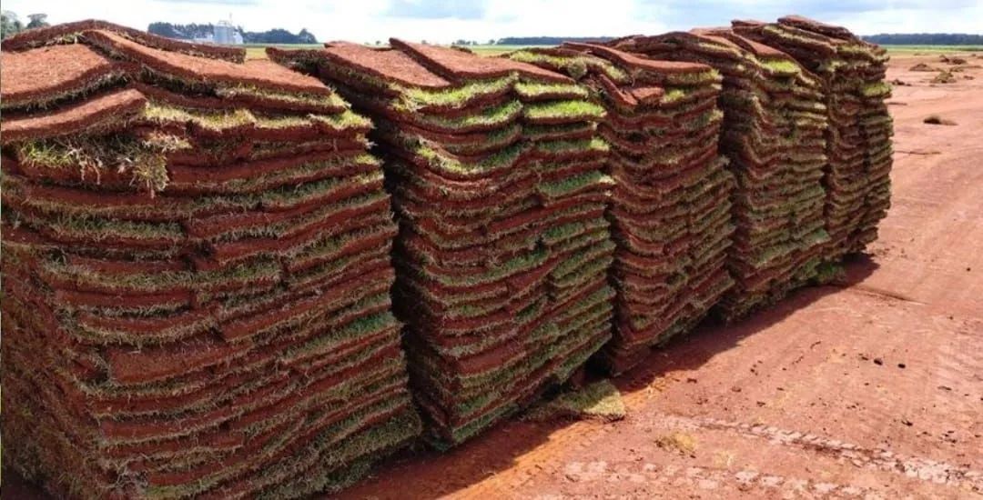 Grama nova para o seu jardim - Foto 4