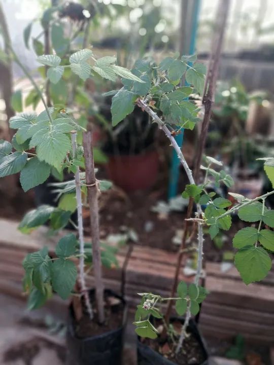 Muda de framboesa preta 90cm - Foto 4