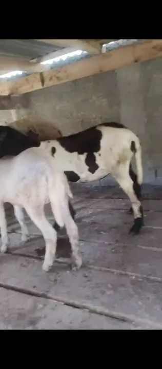 Vendo as duas 1300 - Foto 3