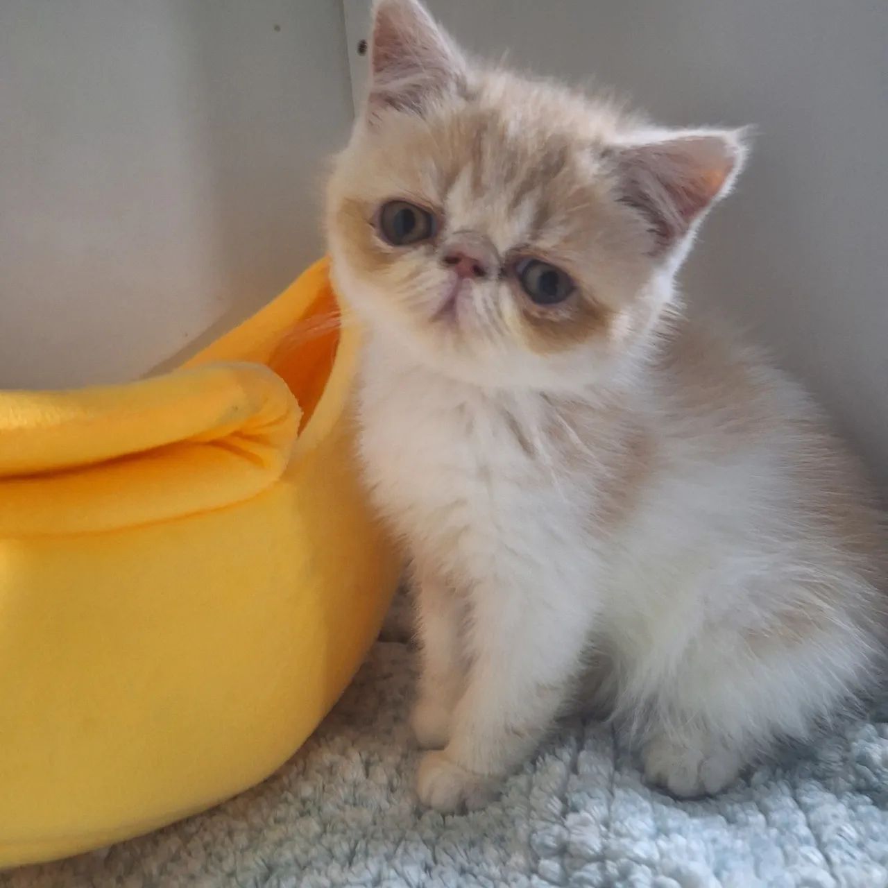 Filhote gato persa - Foto 3