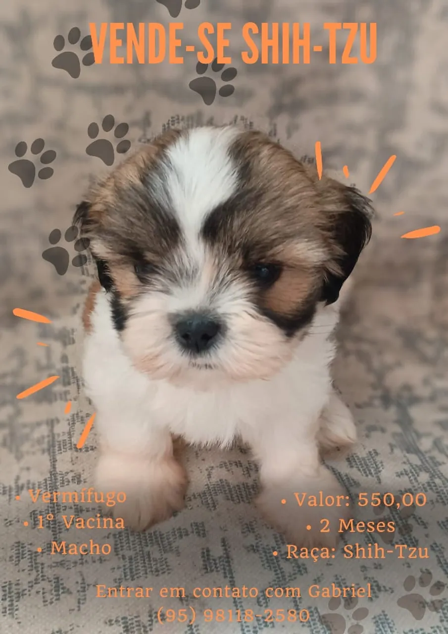 Filhote Shih-Tzu à venda