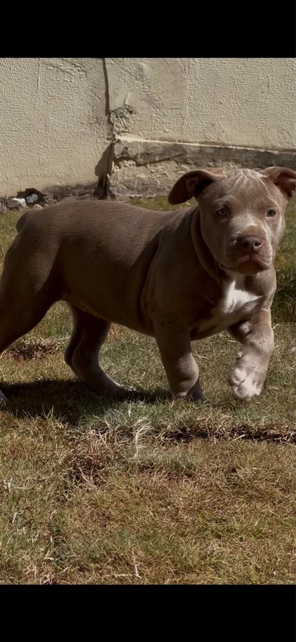 Filhotes Pitmonster, Pitbull ?oversize?, Bully XL - Foto 3