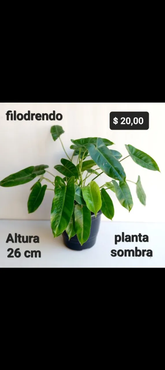 Planta Filodendro, imbé, babosa, ficus, agave