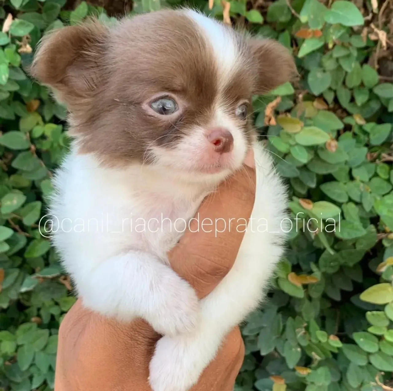 Chihuahua Macho