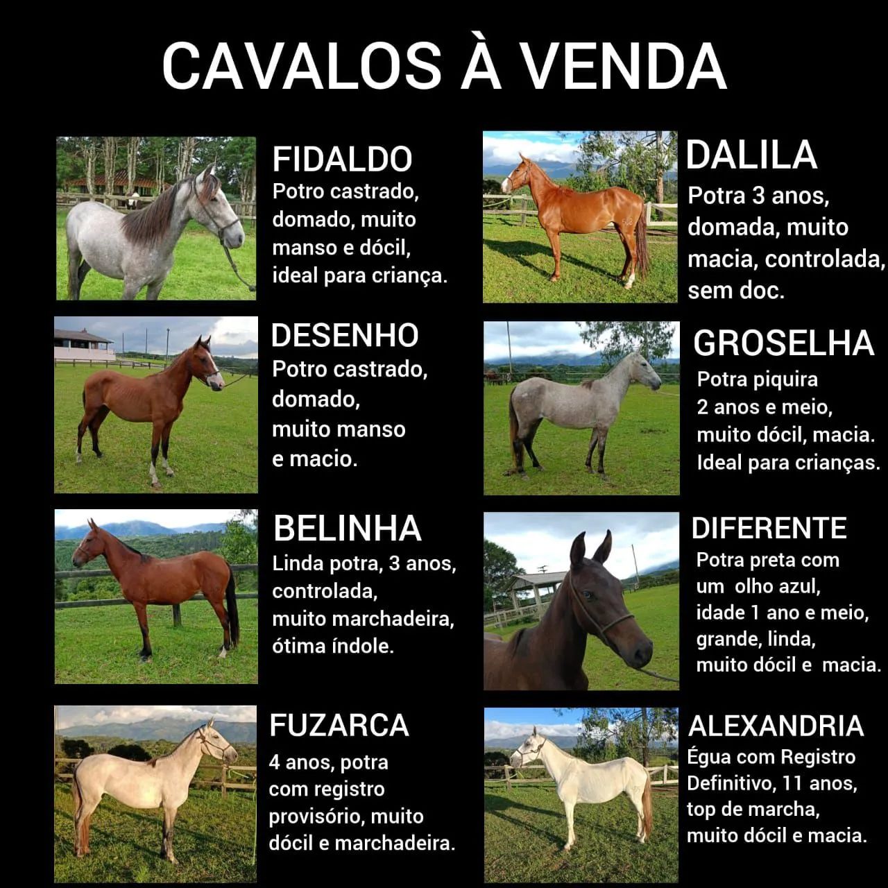 CAVALOS, EGUAS MANGALARGA MARCHADOR