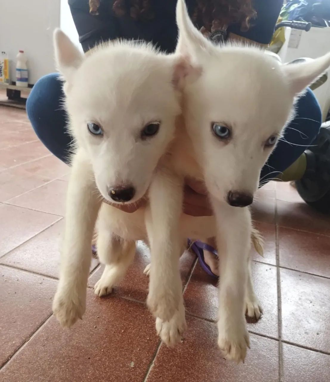 Husky Siberiano - Foto 2