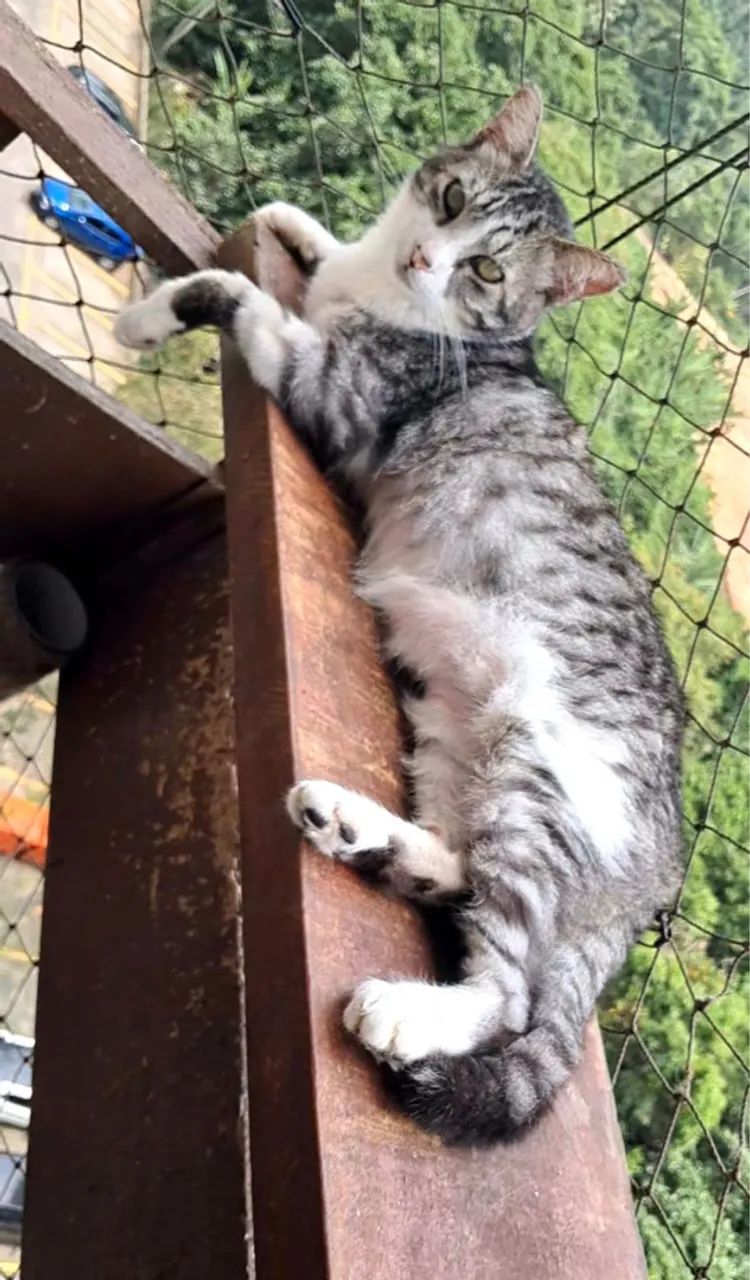 Adoção responsável  - Foto 2