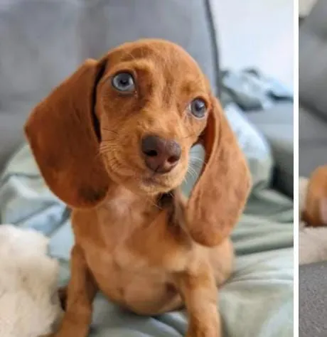 Filhote de Dachshund arlequim com olhos azuis
