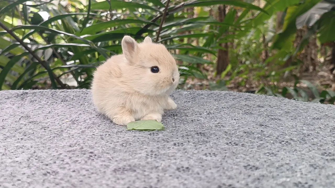Netherland/ coelho anão 