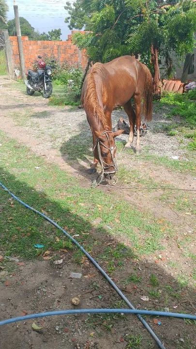 Cavalo dócil  - Foto 3