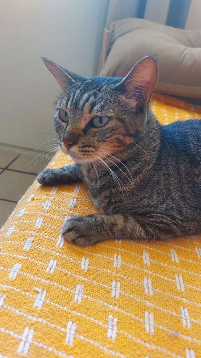 Gatinha castrada para adoção  - Foto 5