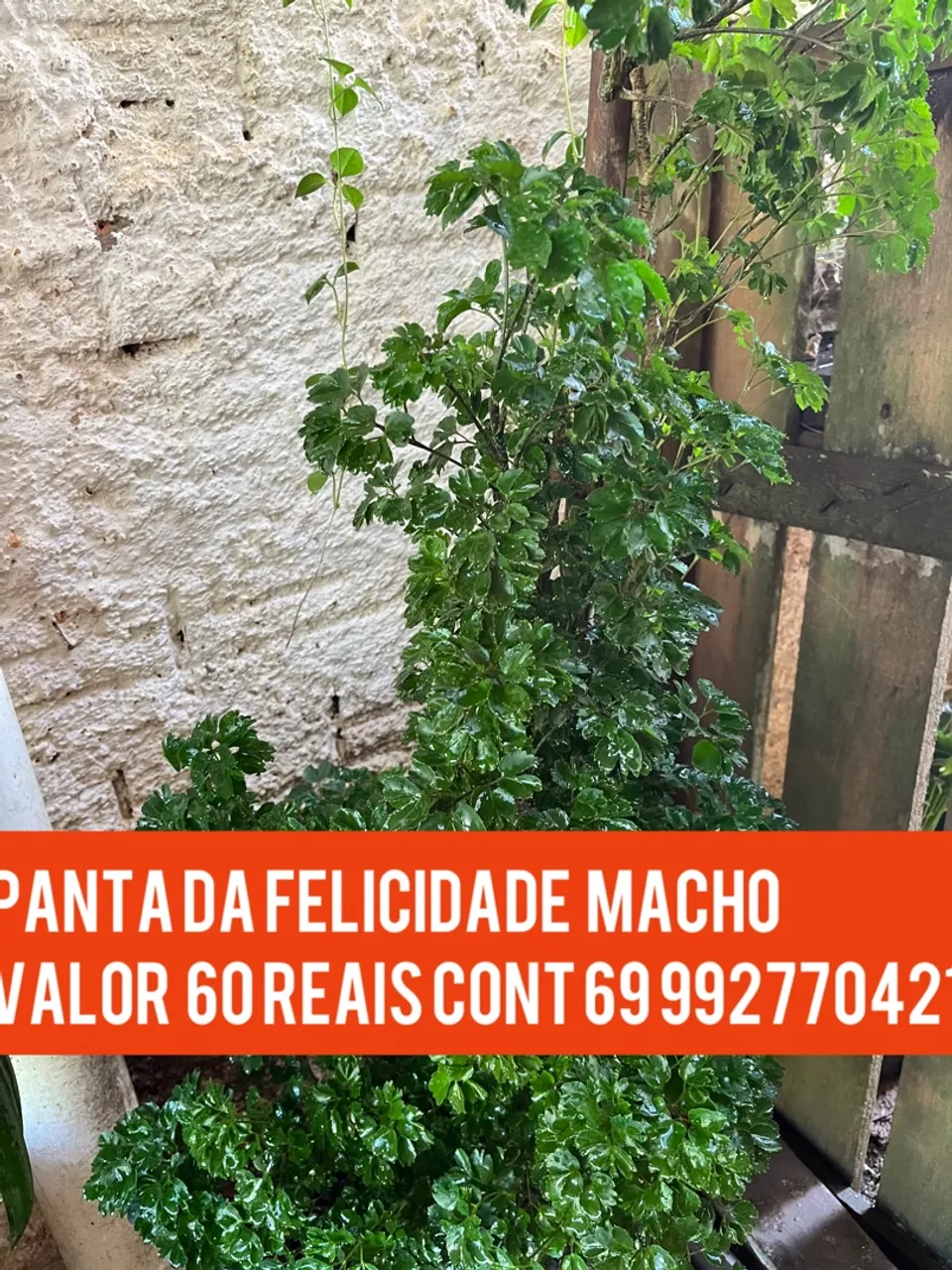 Planta da Felicidade Macho