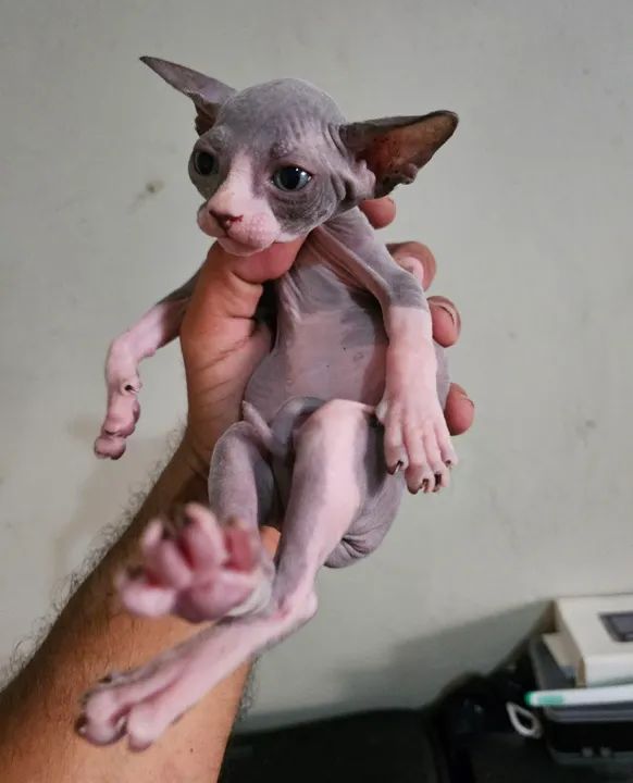 Sphynx macho bicolor  - Foto 6