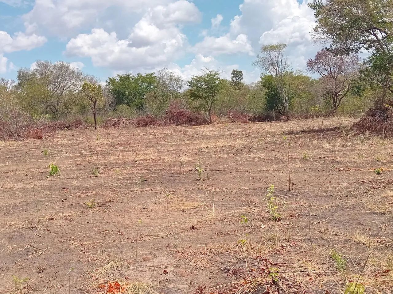 Fazenda  propriedade para soja gado e milho  - Foto 4