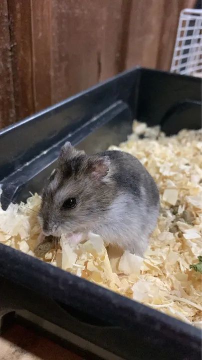 Hamster fofinho para venda !! - Foto 3