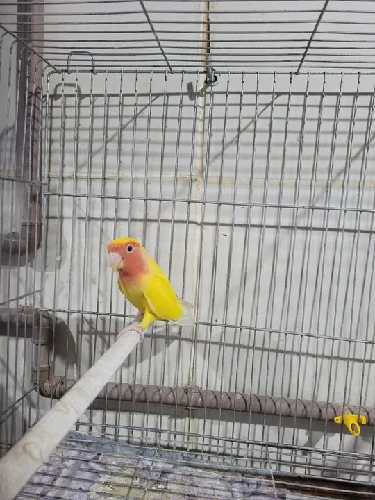 Lindo lutino - Foto 5