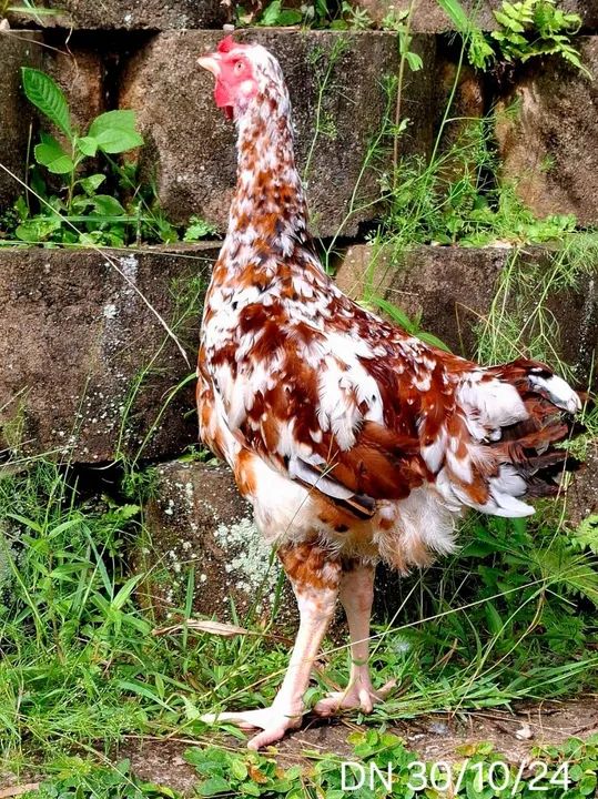 Frangos(a) GSB  Linda Plumagem - Foto 3