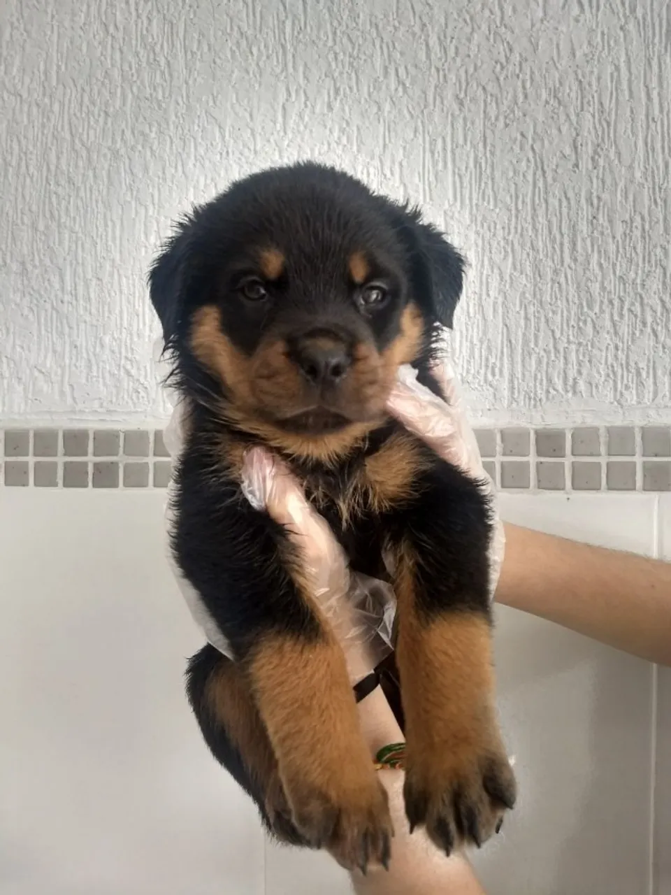 Rottweiler, cabeça de touro, padrão gigante, what's para mais informações *