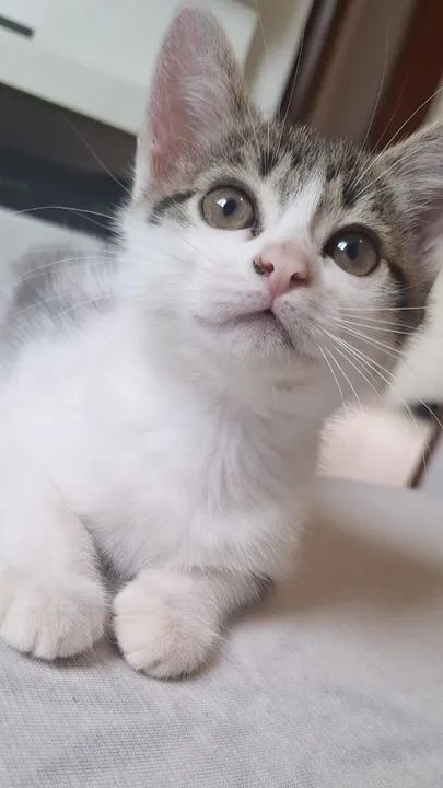 Doa-se gatinha dois meses  - Foto 5